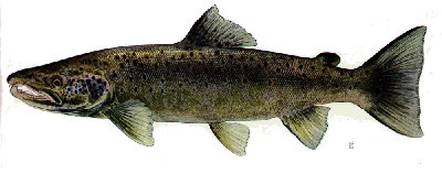 atlantic_salmon.jpg